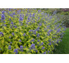 Каріоптеріс кладонський «Хайнт оф Голд» (Caryopteris Hint of Gold) 